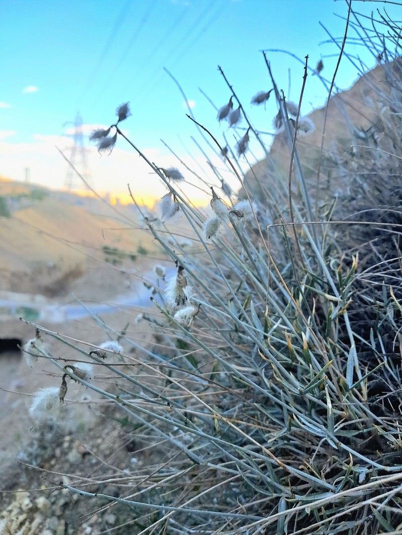 Astragalus podolobus photo 4