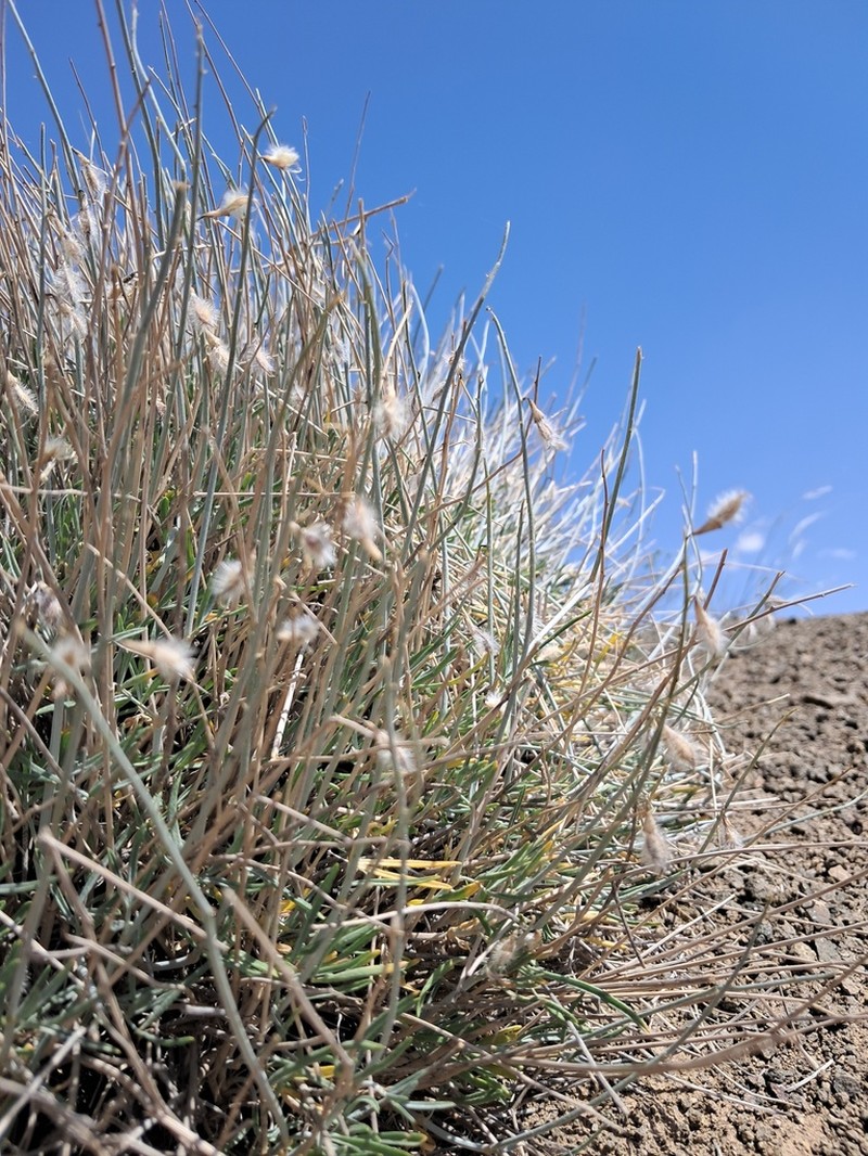 Astragalus podolobus photo 5