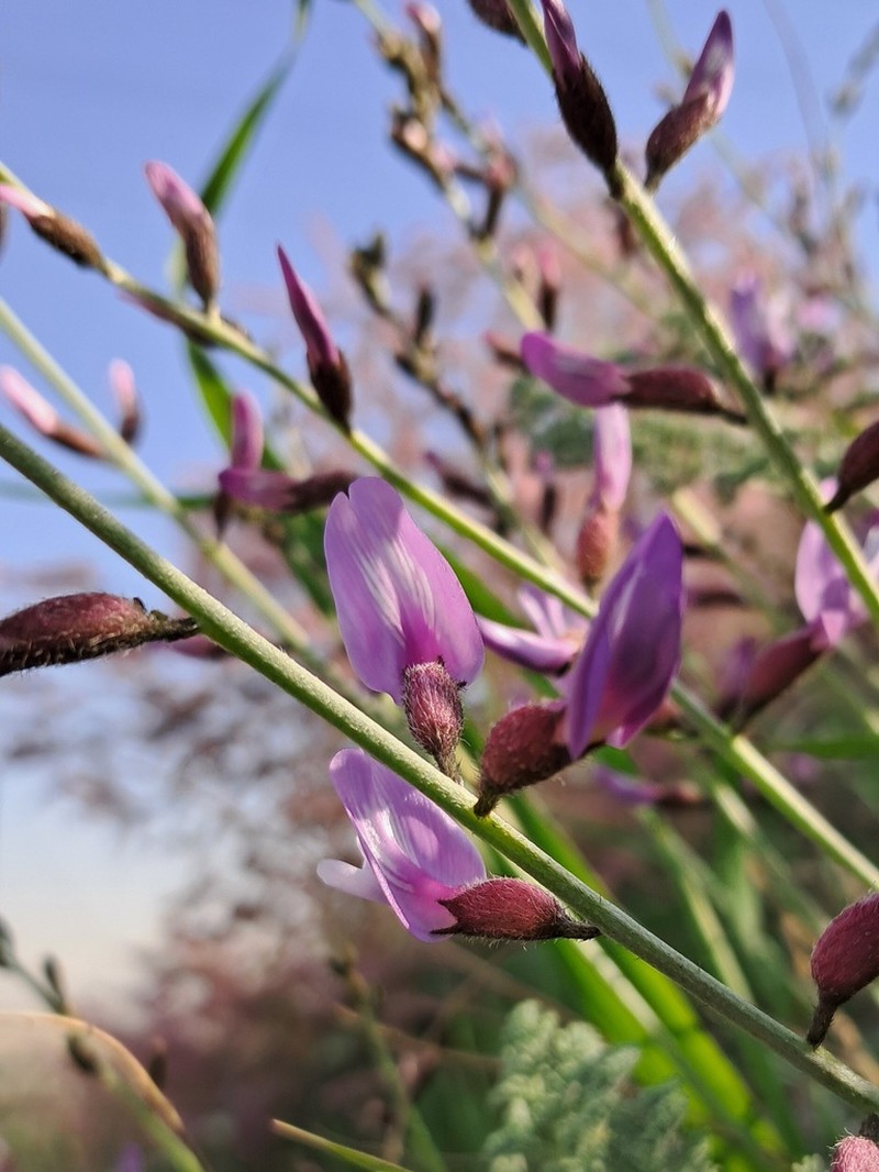 Astragalus podolobus photo 6