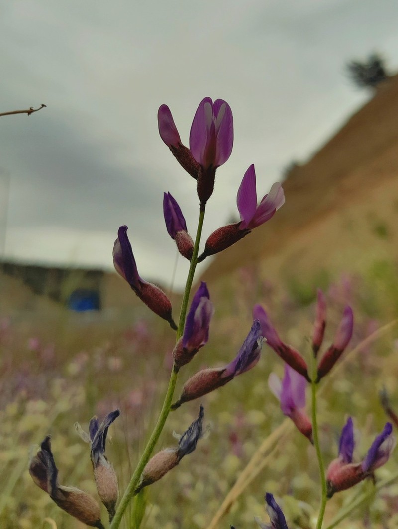 Astragalus podolobus photo 7