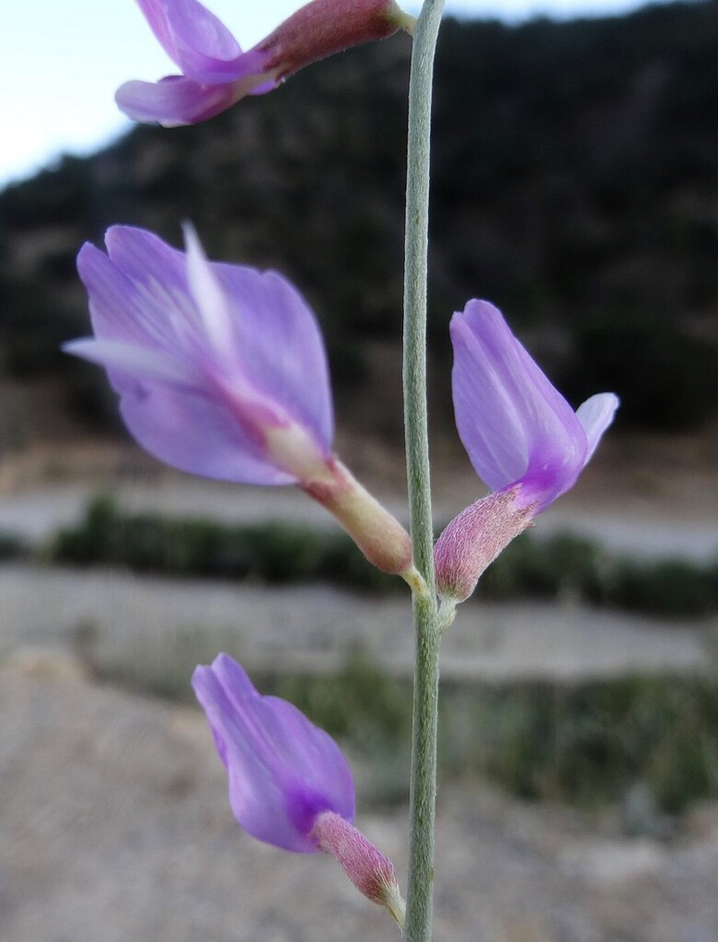 Astragalus podolobus photo 8