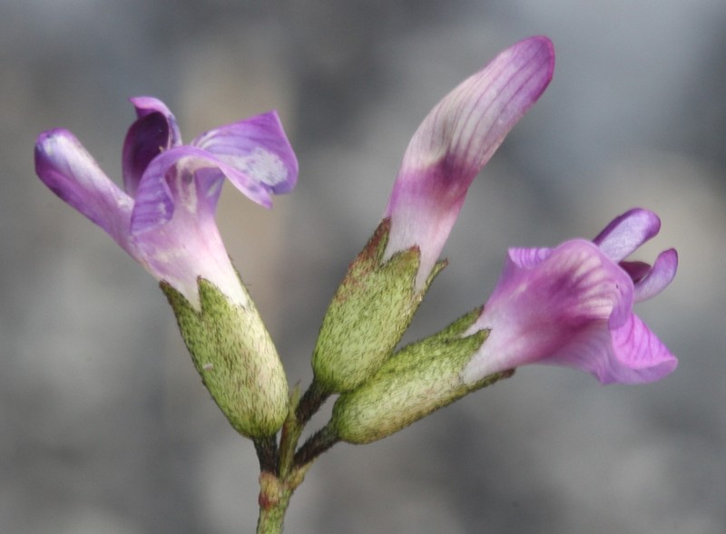 Polar Milkvetch photo 2