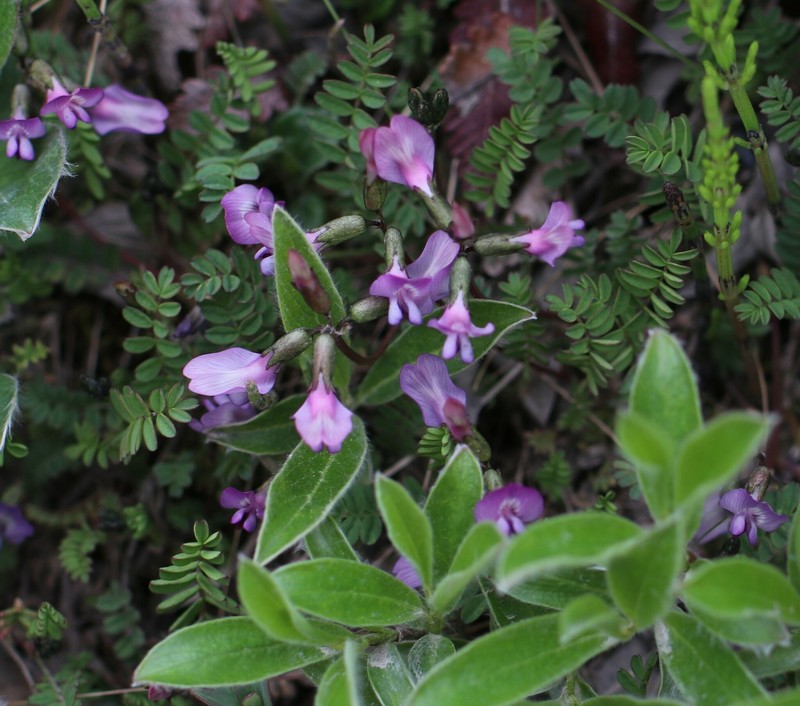 Polar Milkvetch photo 3