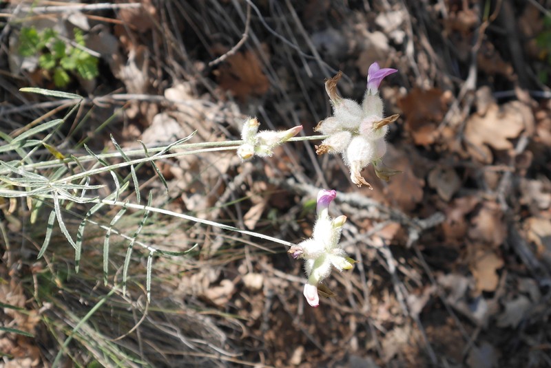 Astragalus polemoniacus