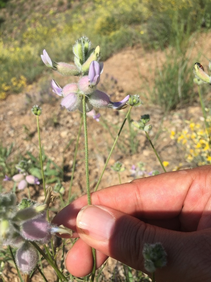 Astragalus polemoniacus photo 2