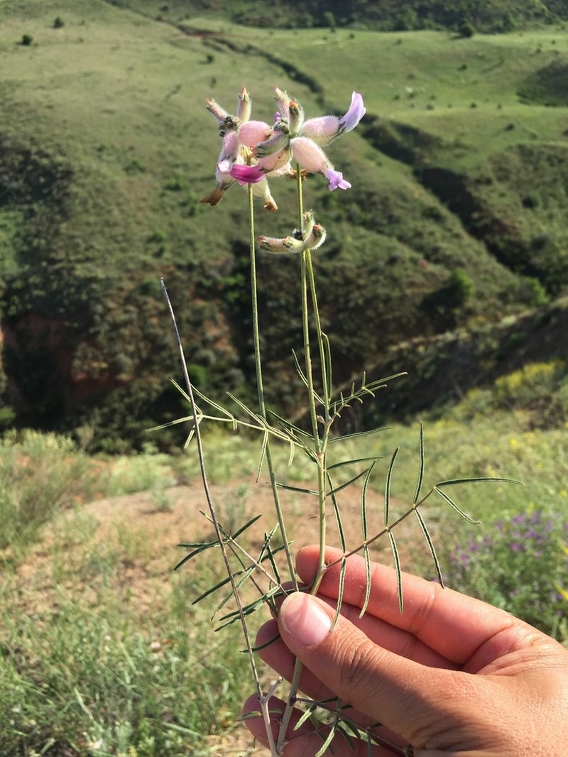 Astragalus polemoniacus photo 3