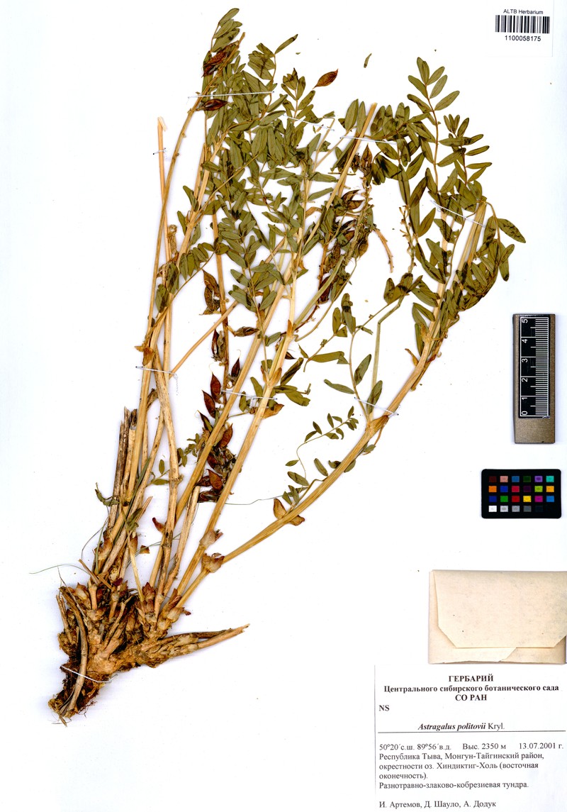 Astragalus politovii