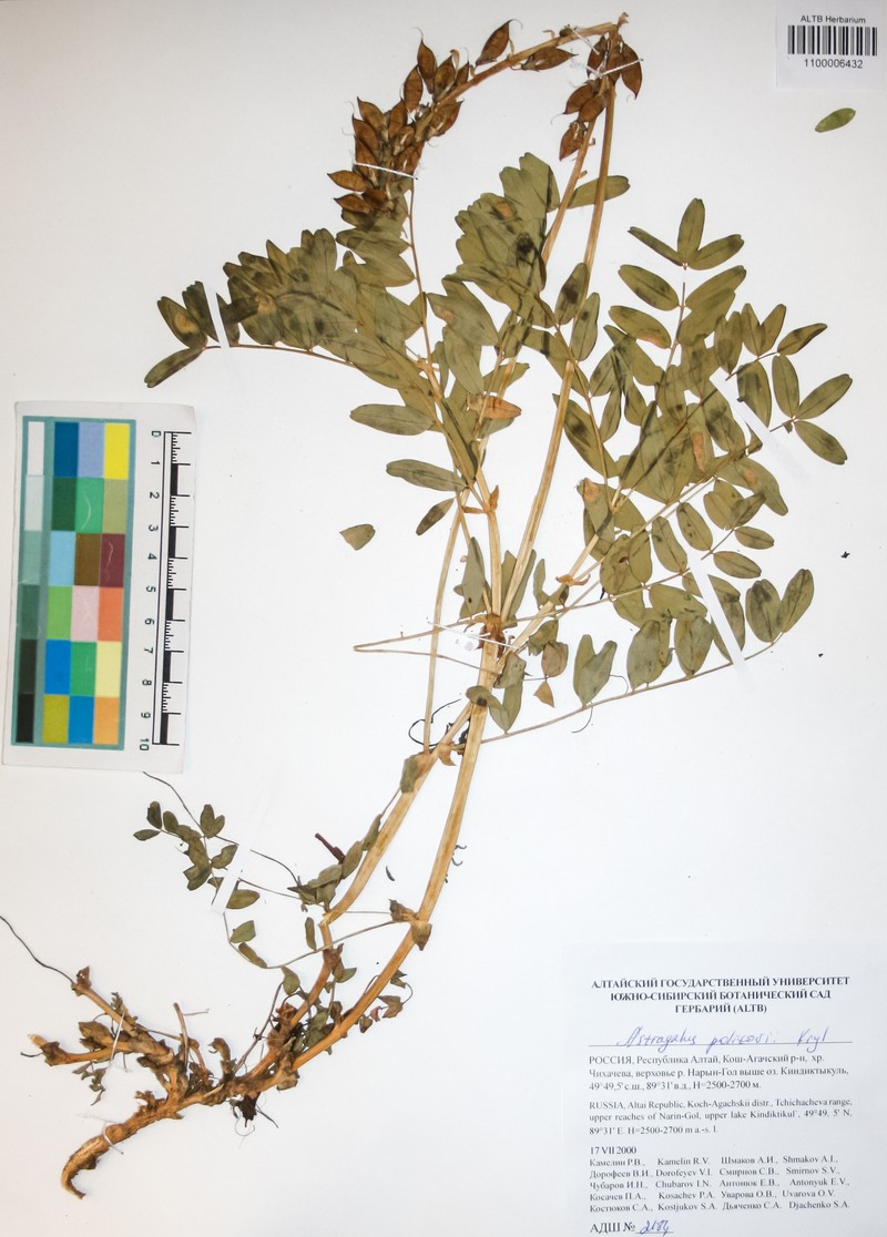 Astragalus politovii photo 2