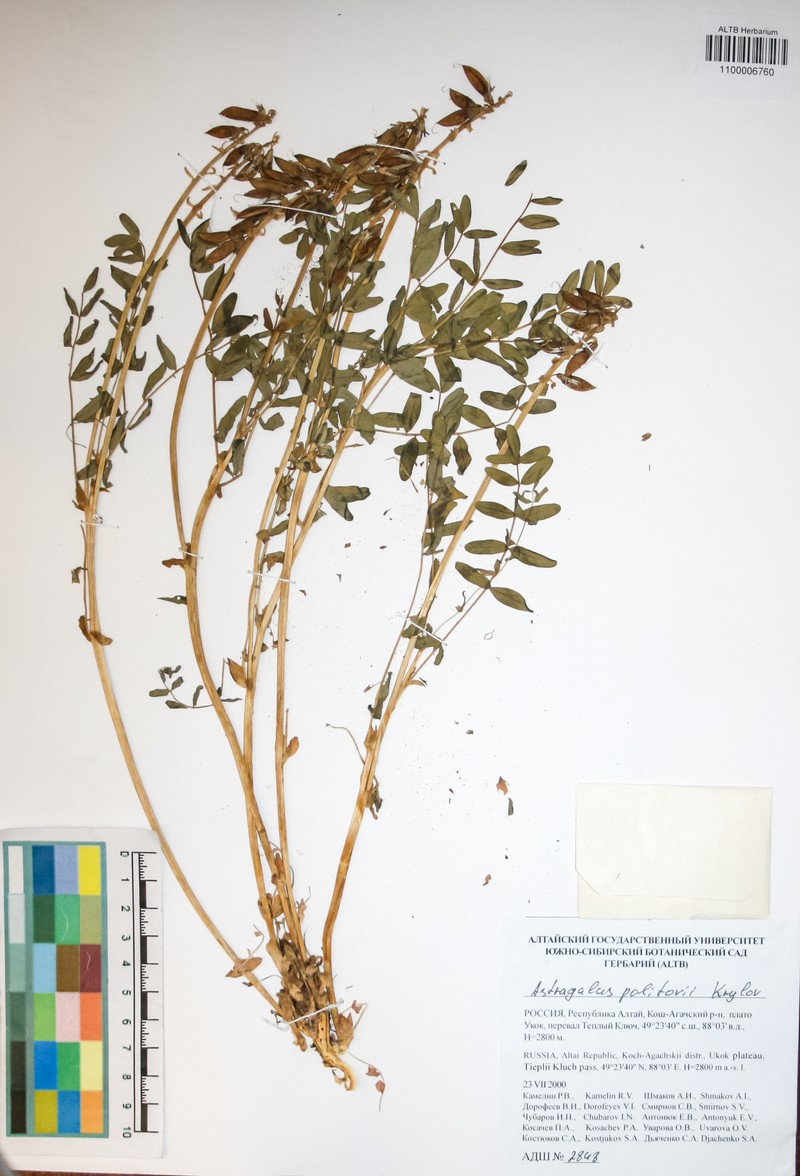 Astragalus politovii photo 3