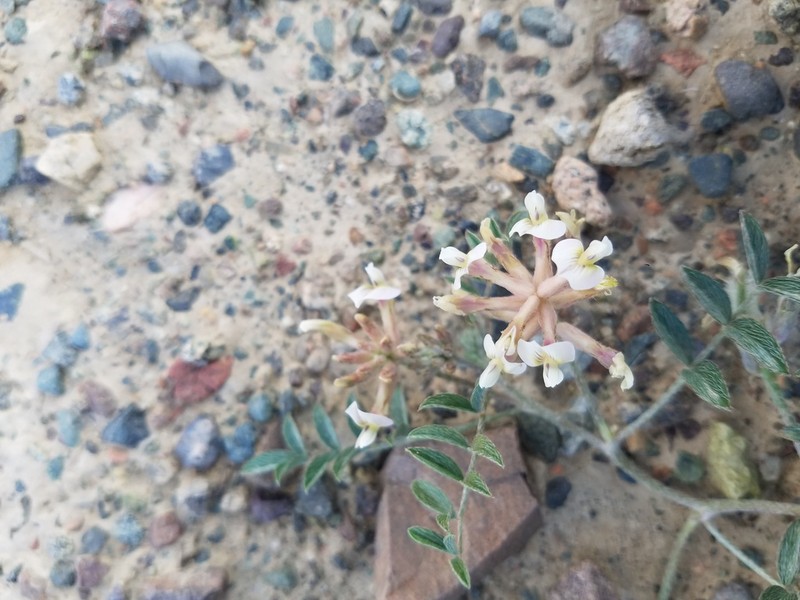 Astragalus polozhiae