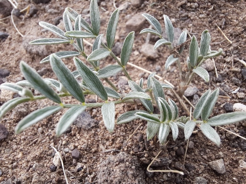 Astragalus polozhiae photo 3