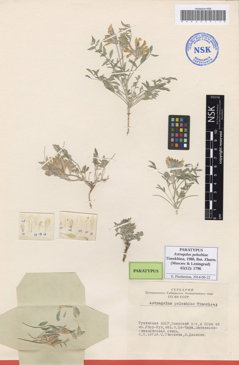 Astragalus polozhiae photo 4