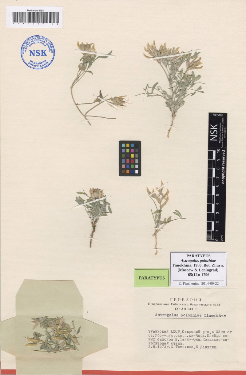 Astragalus polozhiae photo 5