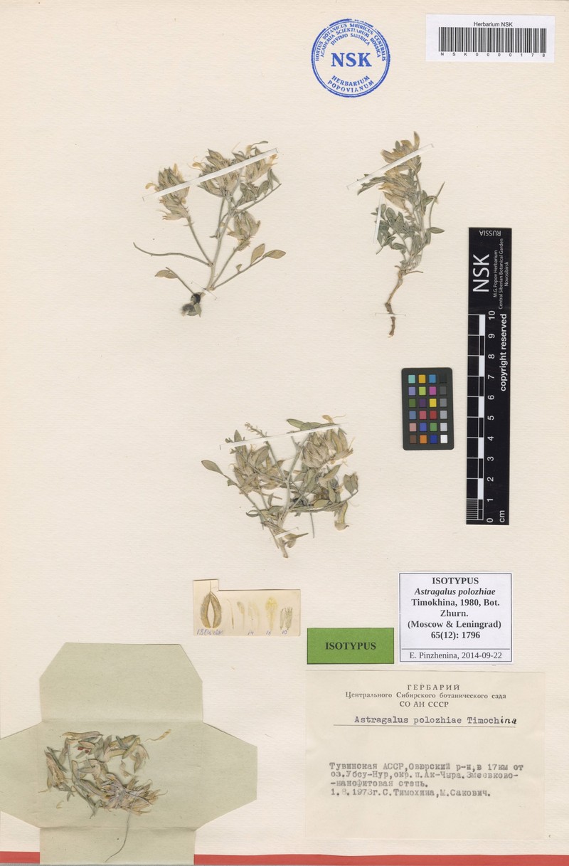Astragalus polozhiae photo 6