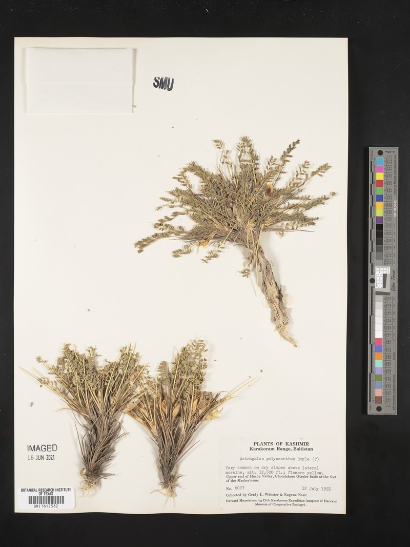 Astragalus polyacanthus