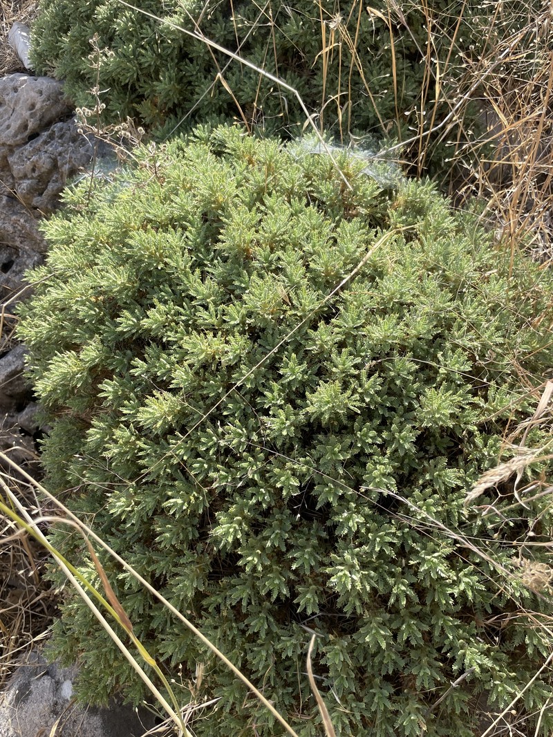 Astragalus polyanthus photo 4