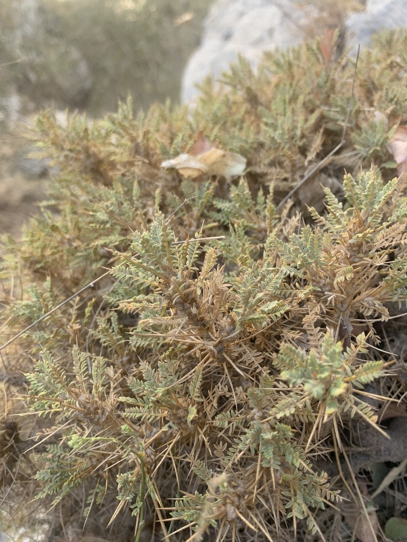 Astragalus polyanthus photo 5