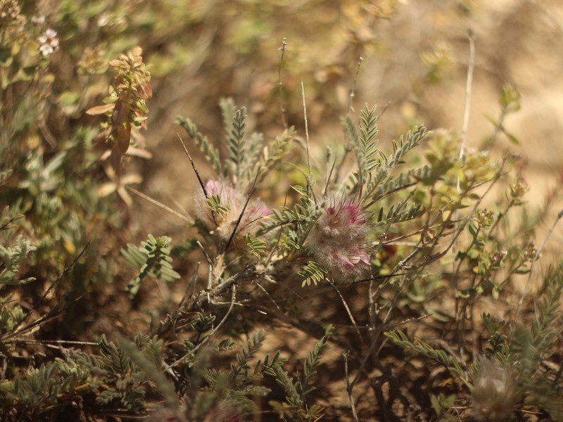 Astragalus polyanthus photo 6