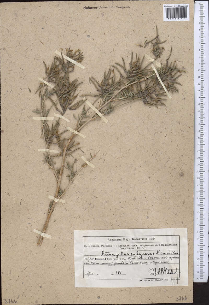 Astragalus polyceras