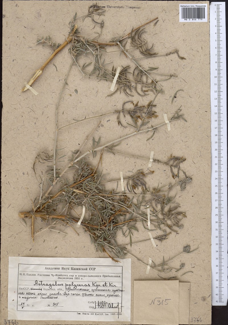 Astragalus polyceras photo 2