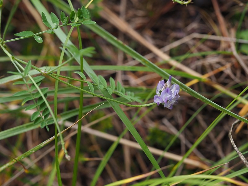 Astragalus polycladus
