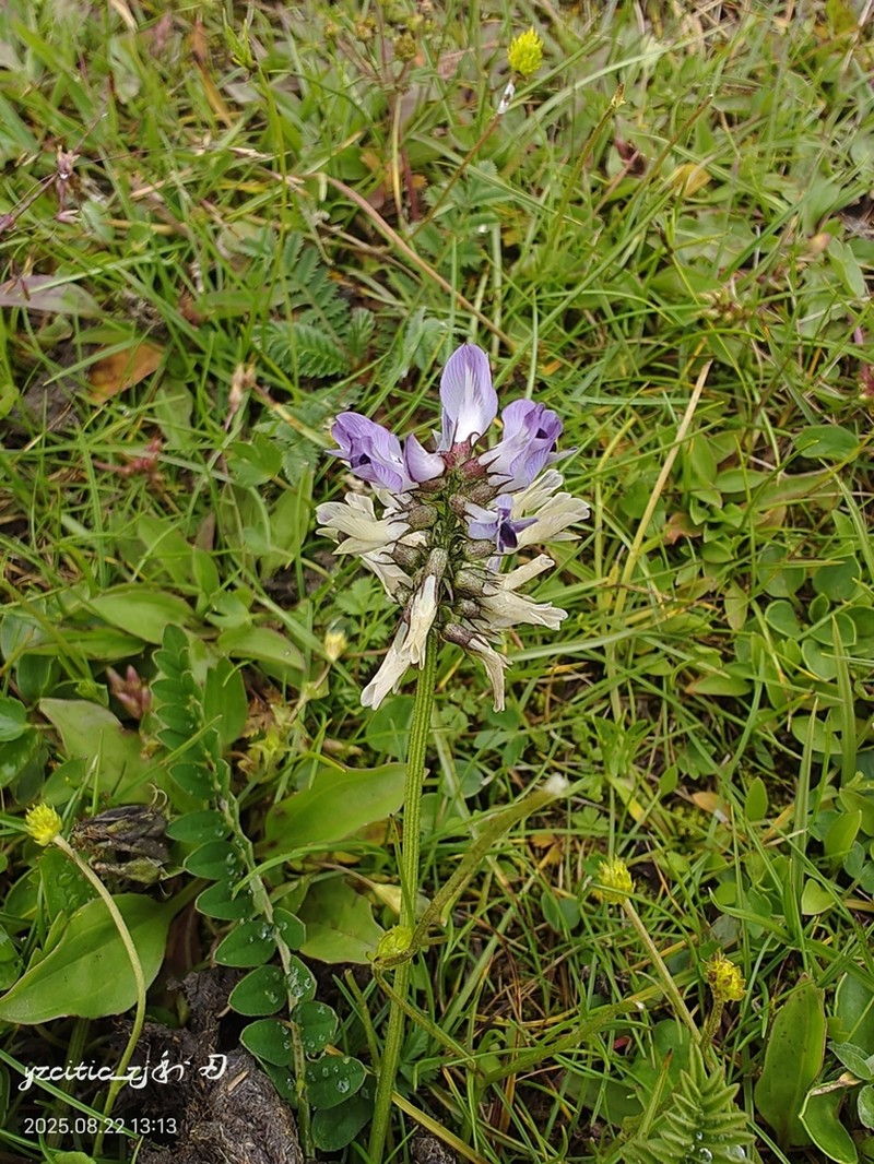Astragalus polycladus photo 2