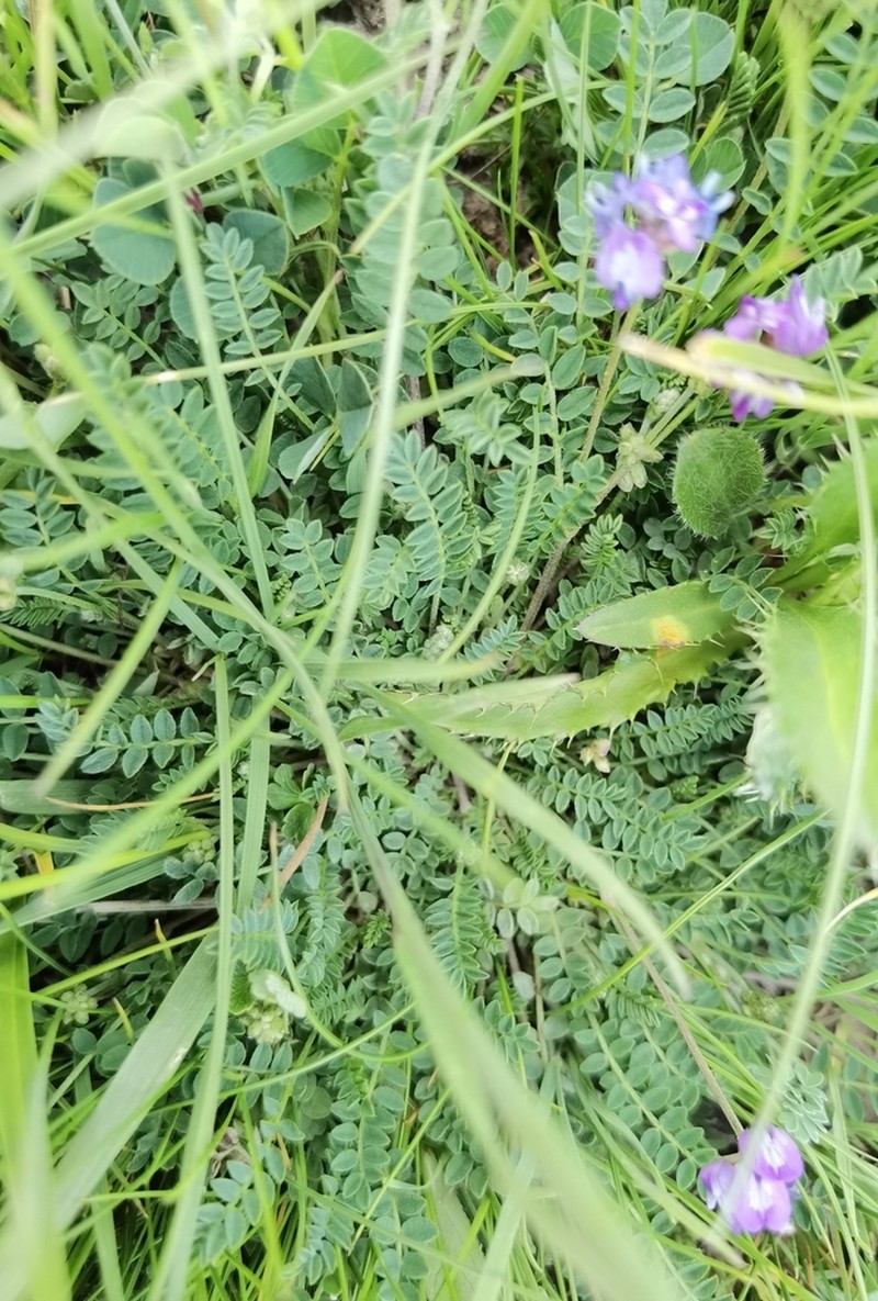 Astragalus polycladus photo 3