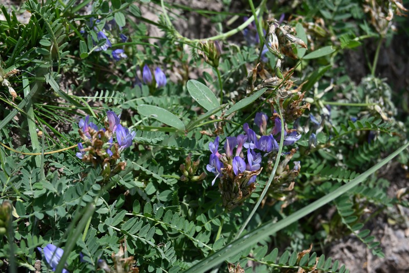 Astragalus polycladus photo 4
