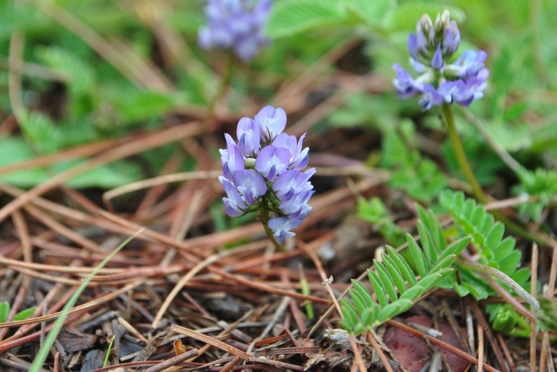 Astragalus polycladus photo 5