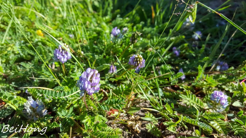 Astragalus polycladus photo 6
