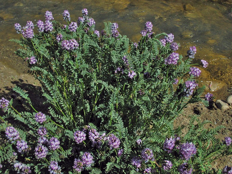 Astragalus polycladus photo 7