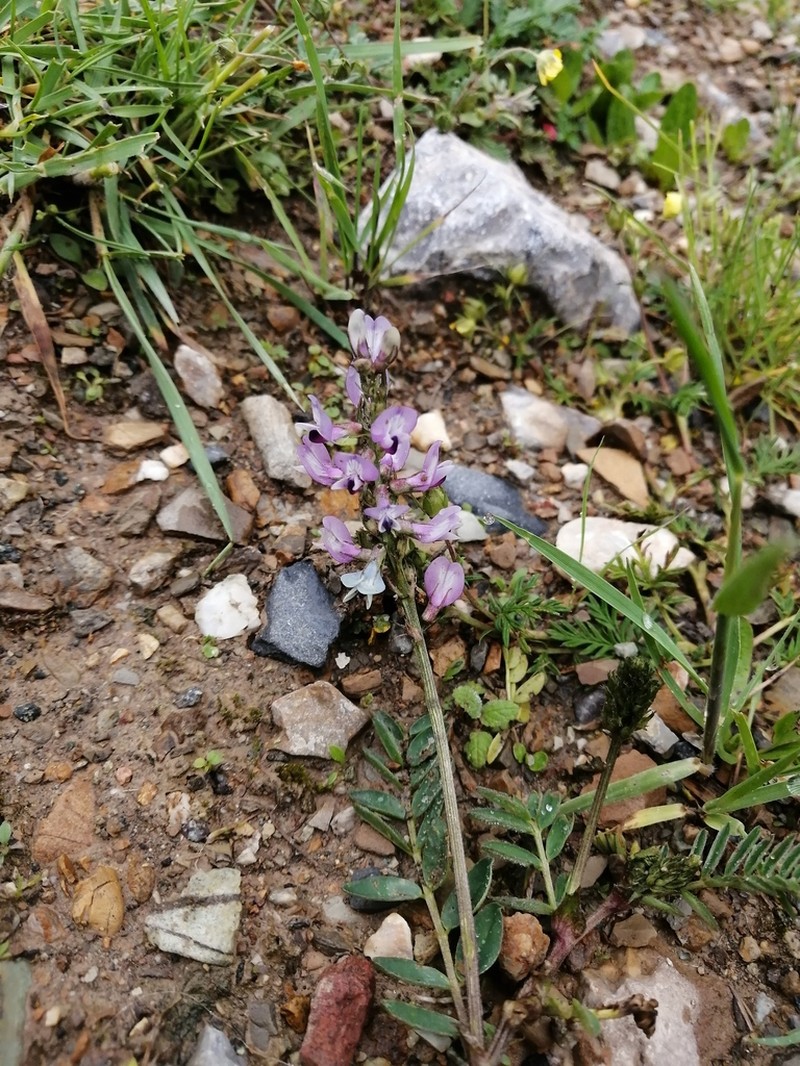 Astragalus polycladus photo 8