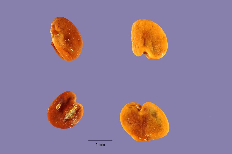 Pomona Milkvetch photo 2