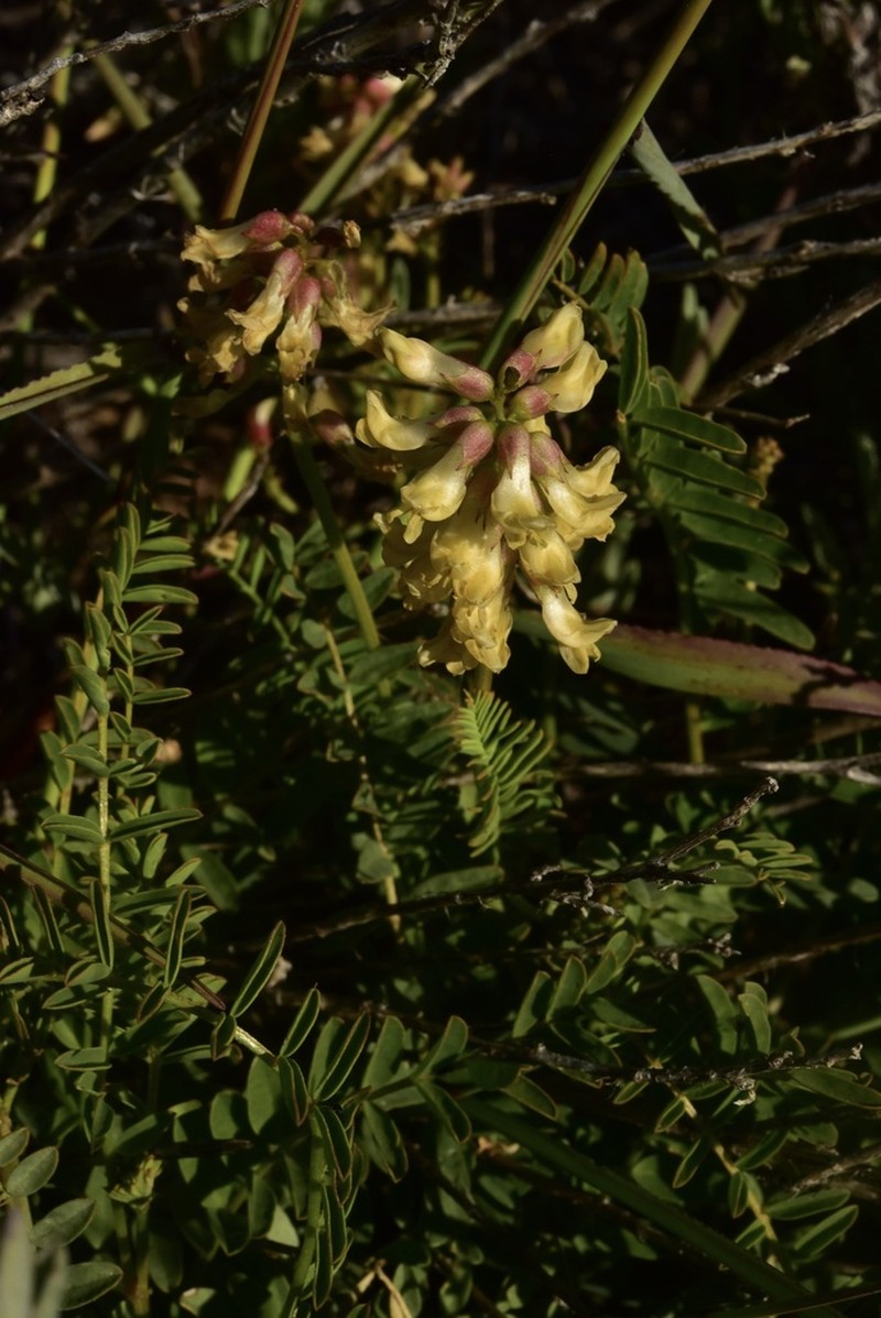 Pomona Milkvetch photo 4