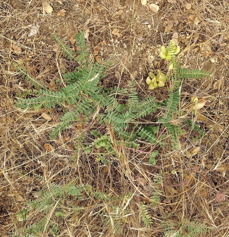 Pomona Milkvetch photo 5