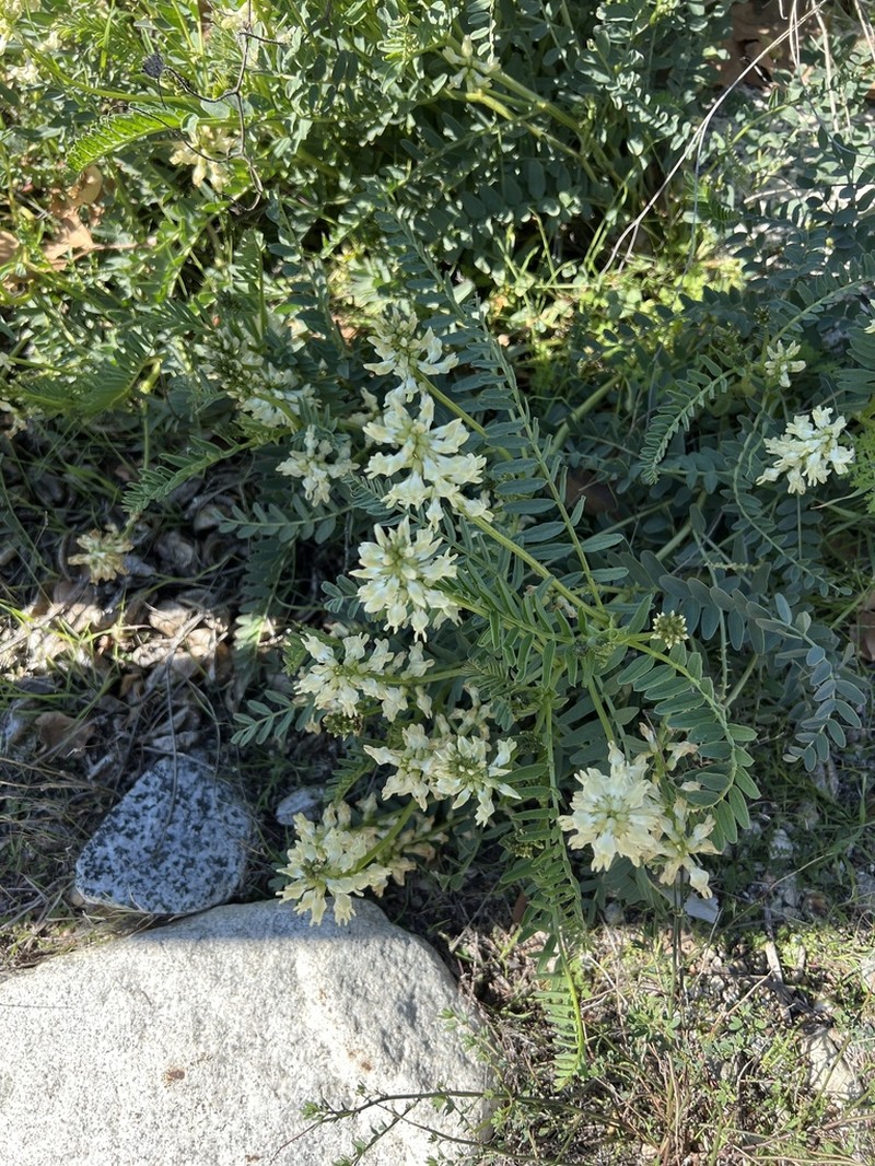 Pomona Milkvetch photo 6