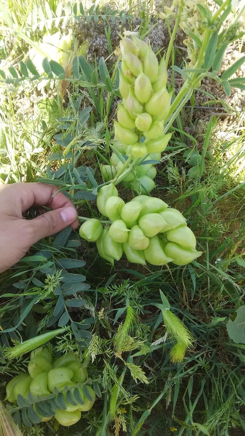 Pomona Milkvetch photo 7