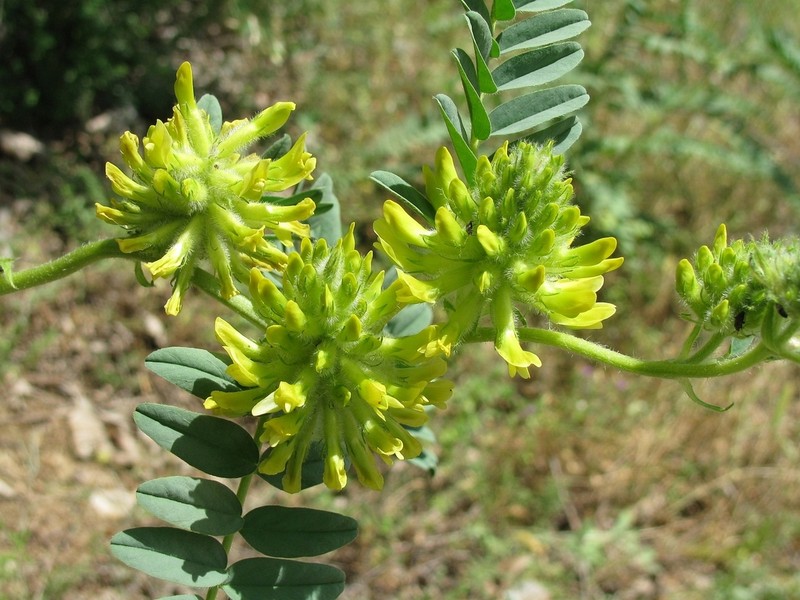Astragalus ponticus