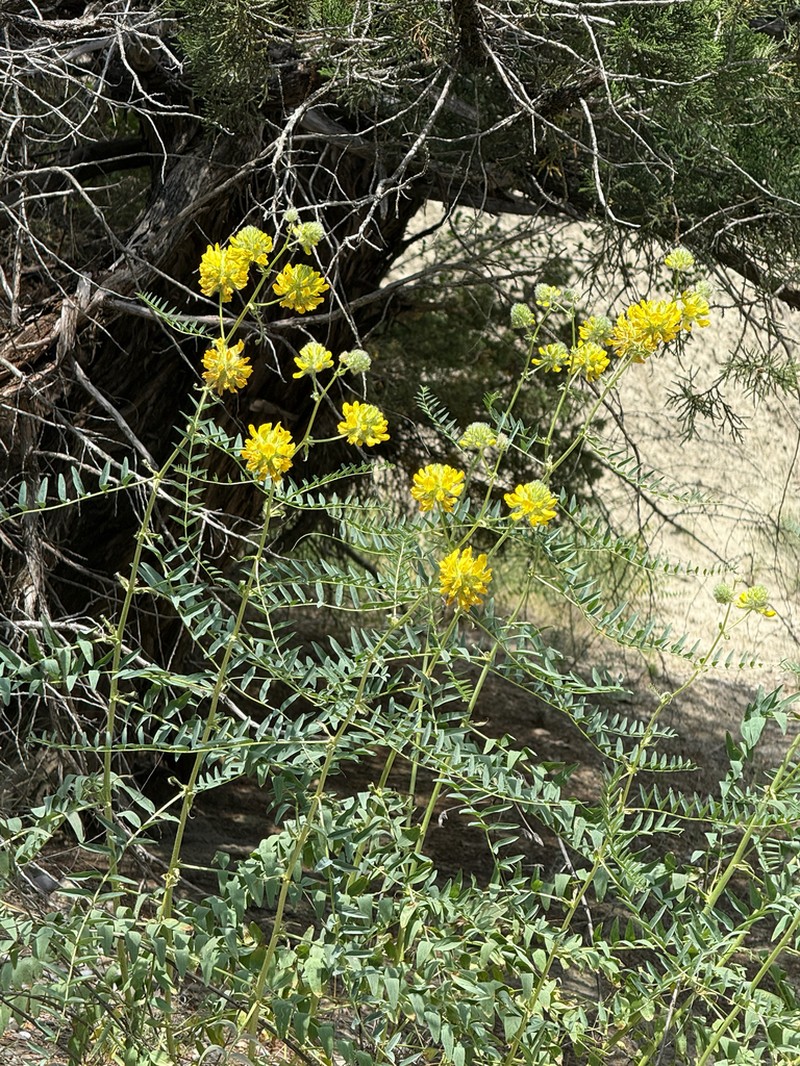 Astragalus ponticus photo 2