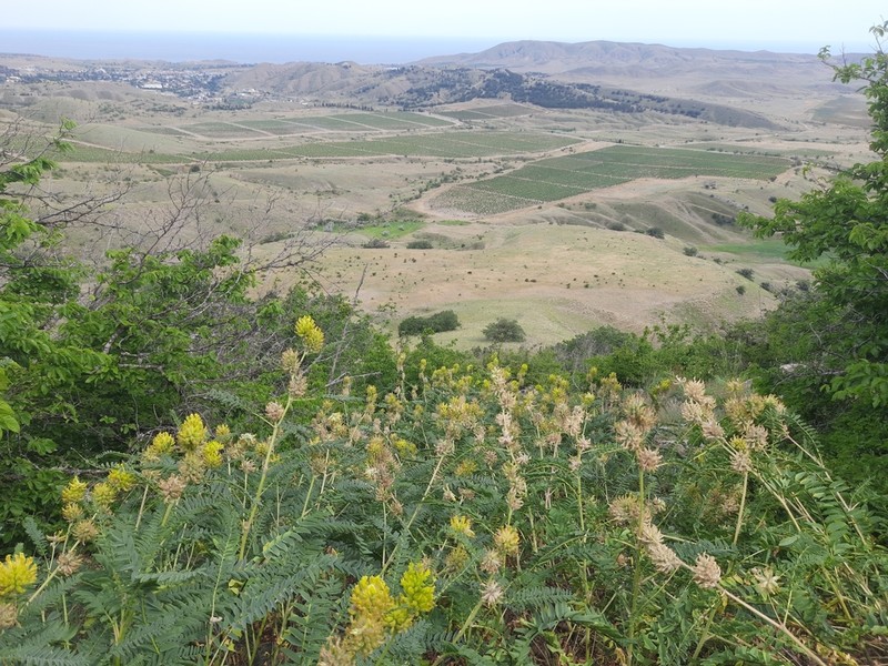 Astragalus ponticus photo 3