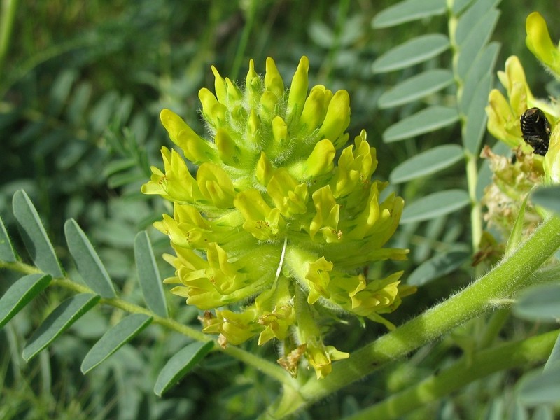 Astragalus ponticus photo 4