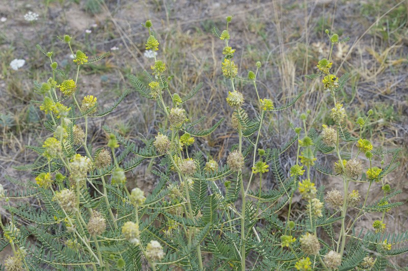 Astragalus ponticus photo 5