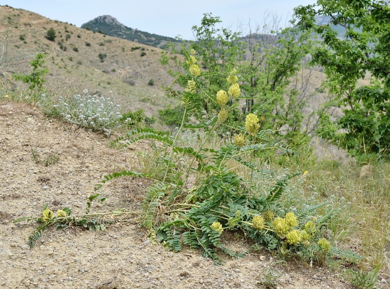 Astragalus ponticus photo 6
