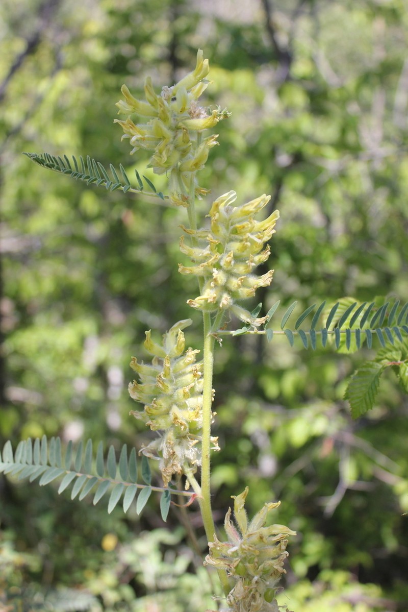 Astragalus ponticus photo 7