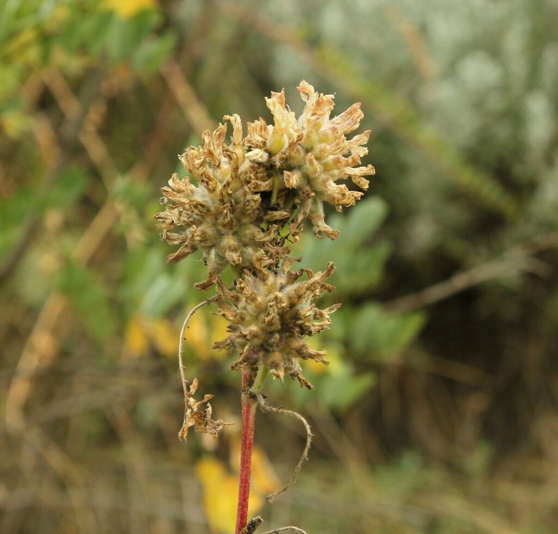 Astragalus ponticus photo 8