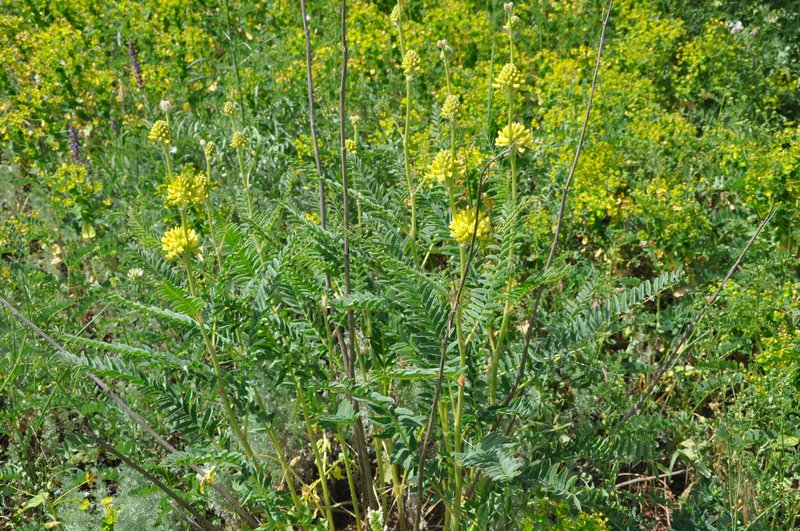 Astragalus ponticus