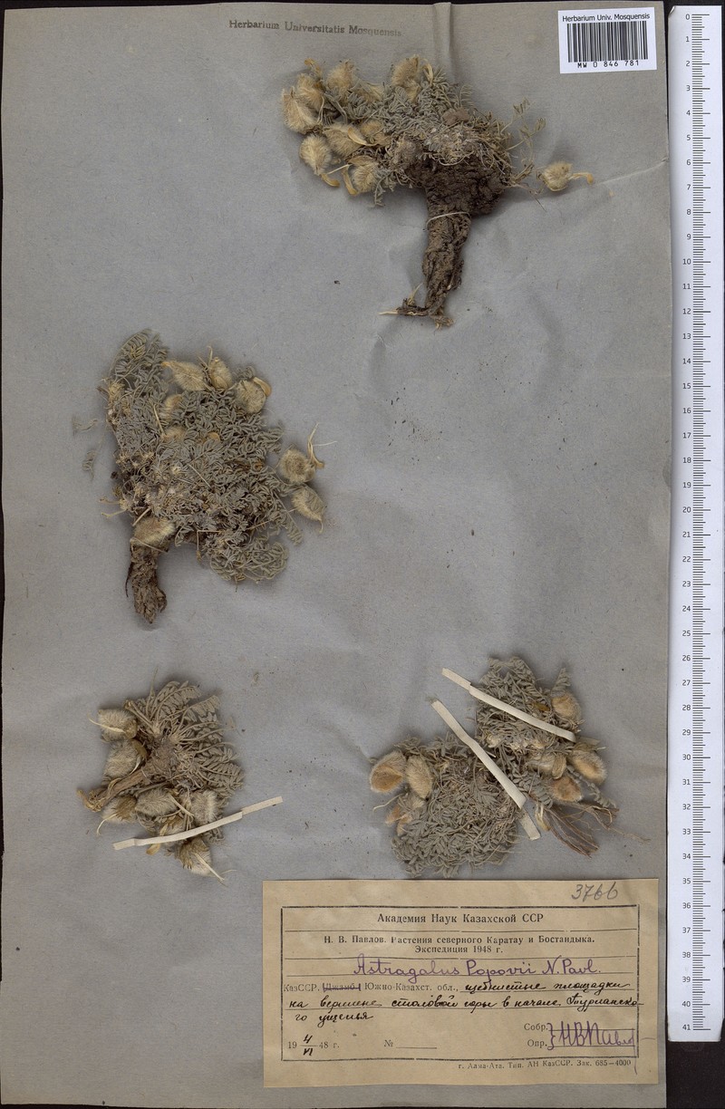 Astragalus popovii