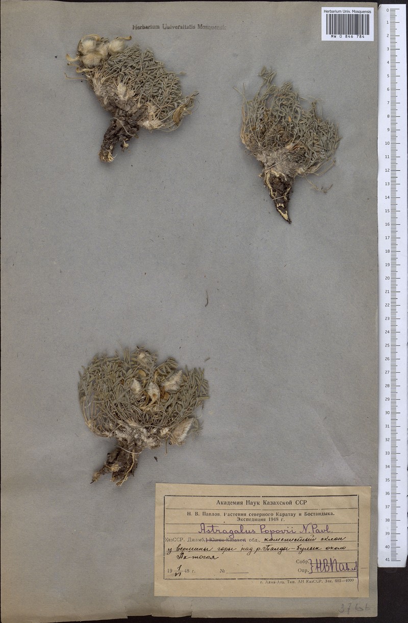 Astragalus popovii photo 2