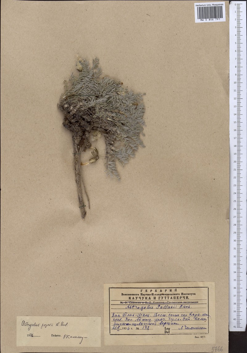 Astragalus popovii photo 3