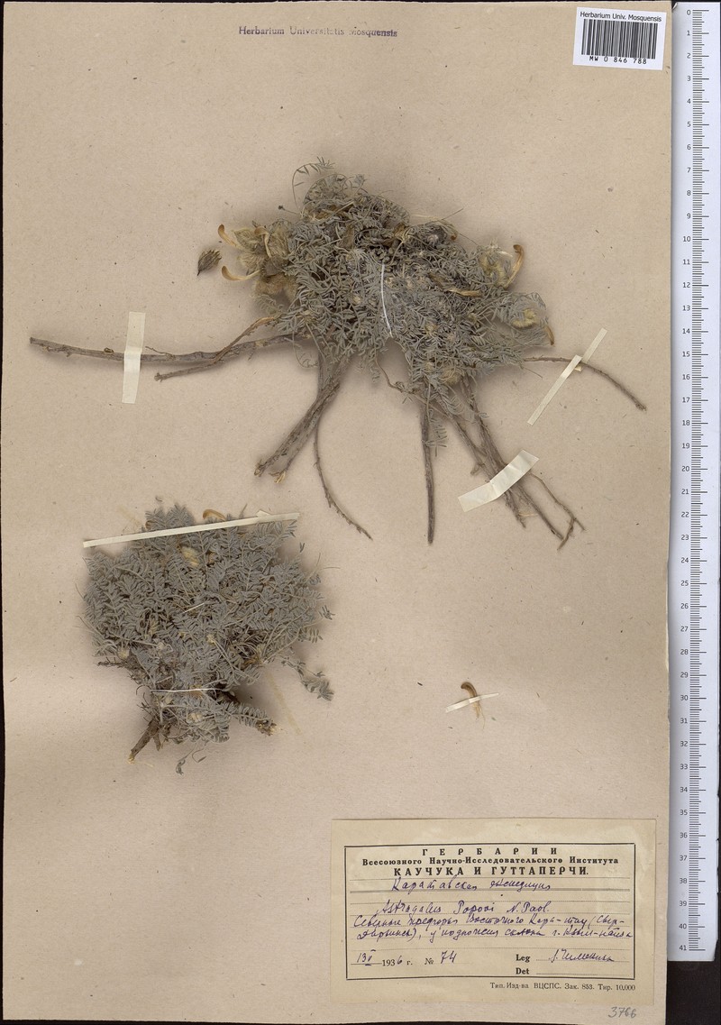 Astragalus popovii photo 4
